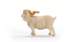 Alternative view 4 of Angora Goat