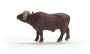 African Buffalo