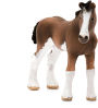 Alternative view 2 of Clydesdale foal