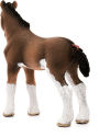 Alternative view 4 of Clydesdale foal