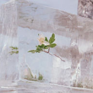 Title: Windflowers, Artist: Efterklang