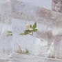 Windflowers
