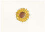 Alternative view 3 of Correspondence Boxed Notecards Gold Sunflower