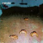 Cairobi