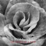Death Of A Rose (Fornost Arnor)