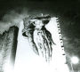 Oiseaux-Tempête
