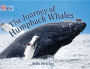 The Journey of Humpback Whales