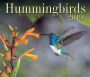 Hummingbirds 2019