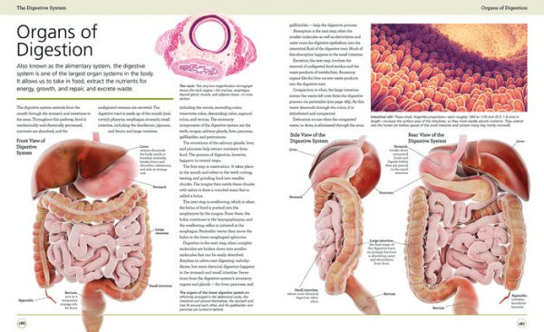 Illustrated Human Anatomy The Authoritative Visual Guide To The Human