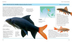 Alternative view 2 of Mini Encyclopedia The Tropical Aquarium: Comprehensive Coverage, from Setting Up an Aquarium to Choosing the Best Fishes