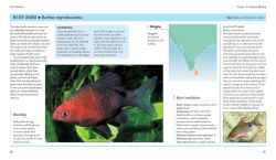 Alternative view 3 of Mini Encyclopedia The Tropical Aquarium: Comprehensive Coverage, from Setting Up an Aquarium to Choosing the Best Fishes