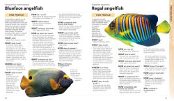Alternative view 5 of What Saltwater Fish?: A Buyer's Guide to Saltwater Aquarium Fish