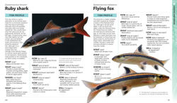 Alternative view 2 of What Freshwater Fish?: A Buyer's Guide to Tropical Aquarium Fish