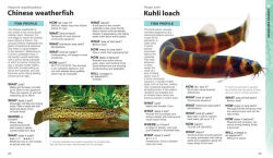Alternative view 3 of What Freshwater Fish?: A Buyer's Guide to Tropical Aquarium Fish