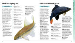 Alternative view 4 of What Freshwater Fish?: A Buyer's Guide to Tropical Aquarium Fish