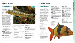 Alternative view 5 of What Freshwater Fish?: A Buyer's Guide to Tropical Aquarium Fish