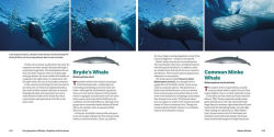 Alternative view 4 of Encyclopedia of Whales, Dolphins and Porpoises