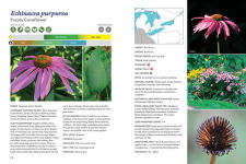 Alternative view 3 of The Gardener's Guide to Native Plants of the Southern Great Lakes Region