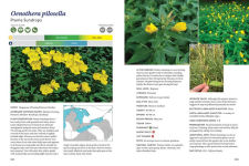 Alternative view 4 of The Gardener's Guide to Native Plants of the Southern Great Lakes Region