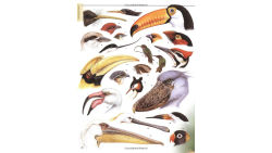 Alternative view 2 of Firefly Encyclopedia of Birds