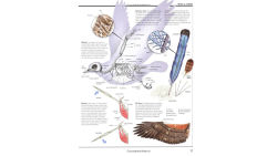 Alternative view 3 of Firefly Encyclopedia of Birds