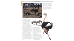 Alternative view 4 of Firefly Encyclopedia of Birds