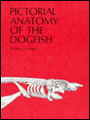 Pictorial Dogfish, Anatomy / Edition 1
