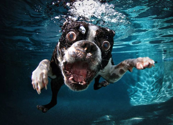 Underwater Dogs