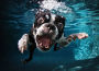 Alternative view 2 of Underwater Dogs