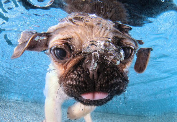 Underwater Puppies