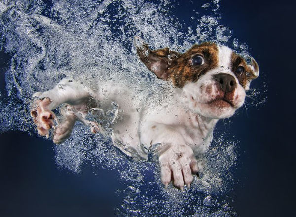 Underwater Puppies