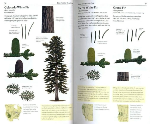 The Sibley Guide to Trees