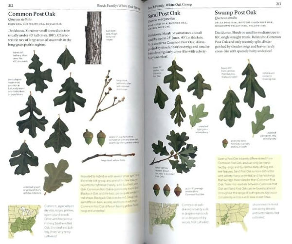 The Sibley Guide to Trees