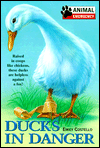 Ducks in Danger: Raised in Coops Like Chickens, These Ducks are Helpless Against a Fox!