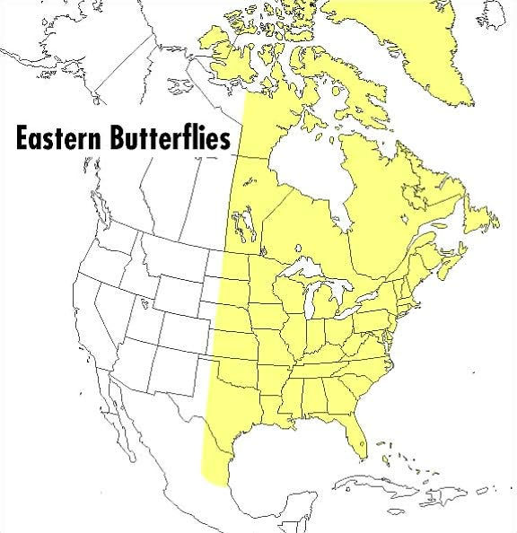 A Peterson Field Guide To Eastern Butterflies