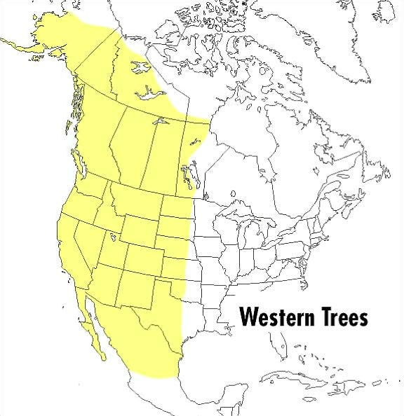 A Peterson Field Guide To Western Trees: Western United States and Canada