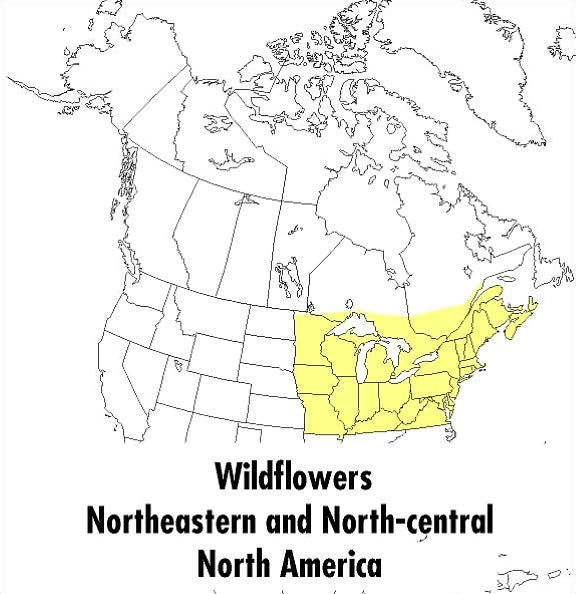 A Peterson Field Guide To Wildflowers: Northeastern and North-central North America