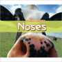 Noses