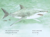 Alternative view 3 of Sharks!