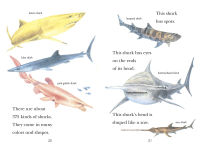 Alternative view 5 of Sharks!