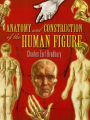 Anatomy and Construction of the Human Figure