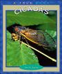 Cicadas (True Books Series)