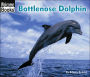 Bottlenose Dolphin