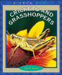 Crickets and Grasshoppers