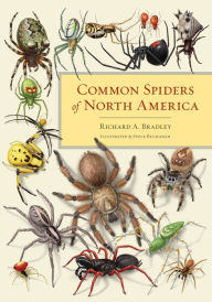 Download ebook free ipad Common Spiders of North America by Richard A. Bradley, Steve Buchanan FB2 9780520315310