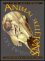 Animal Skeletons