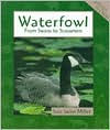 Waterfowl