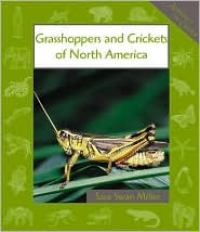 Grasshoppers and Crickets of North America