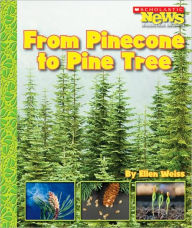 From Pinecone to Pine Tree