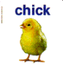 The Chick: Baby Animal
